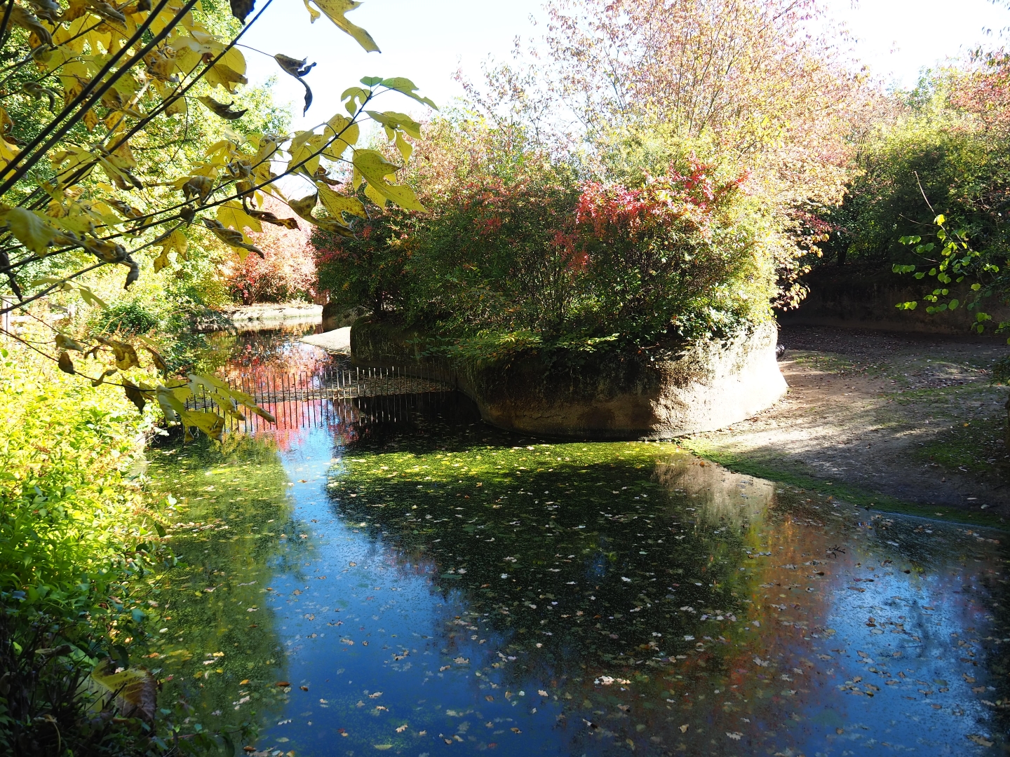 First pygmy hippopotamus exhibit (Oct 13th, 2018)