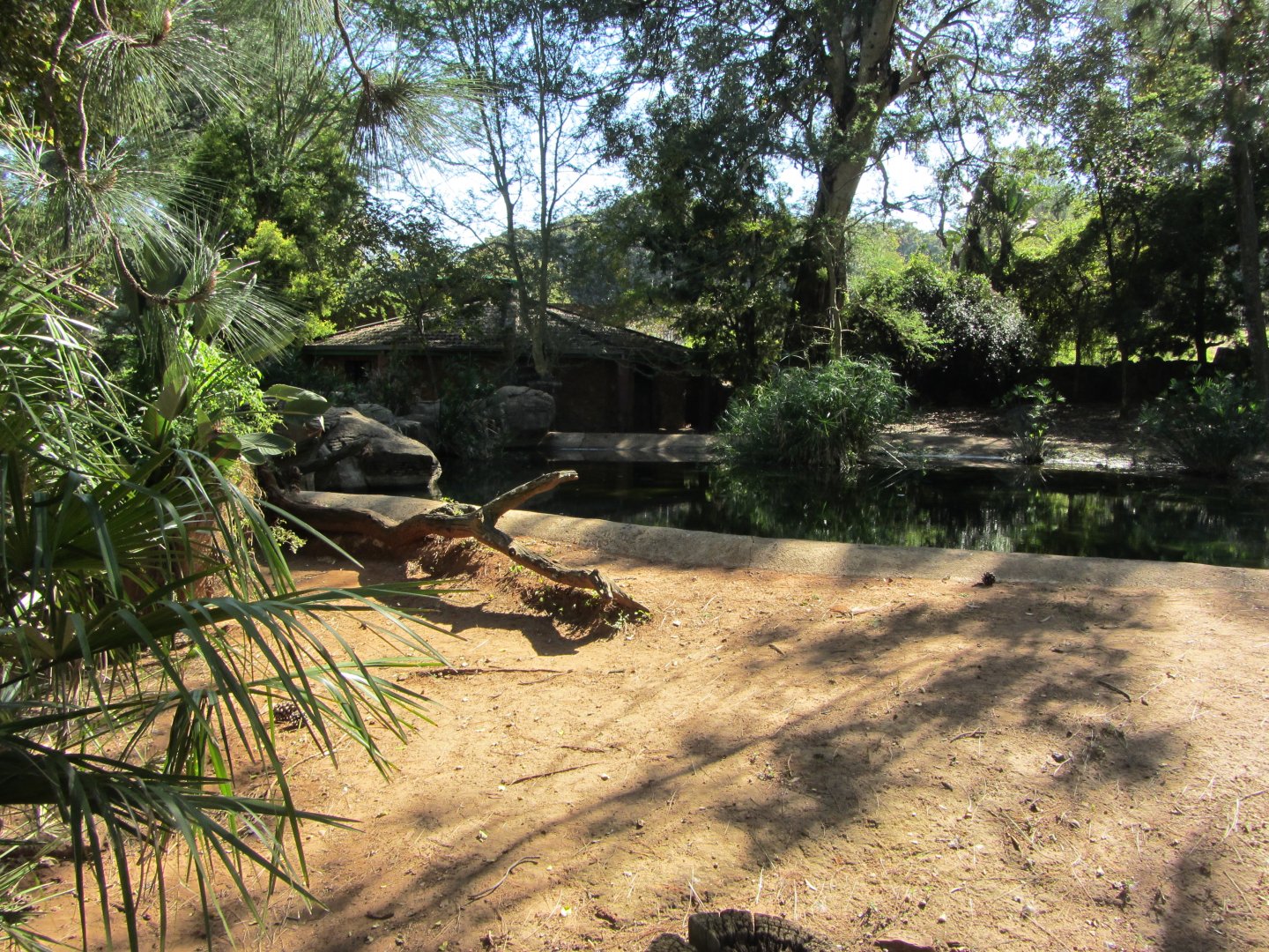 First Pygmy Hippopotamus Exhibit