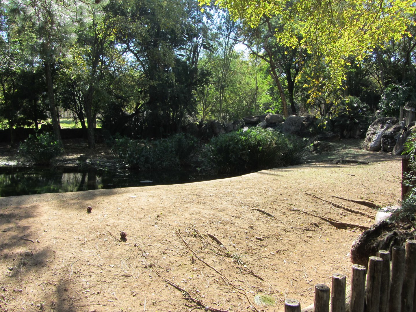 First Pygmy Hippopotamus Exhibit
