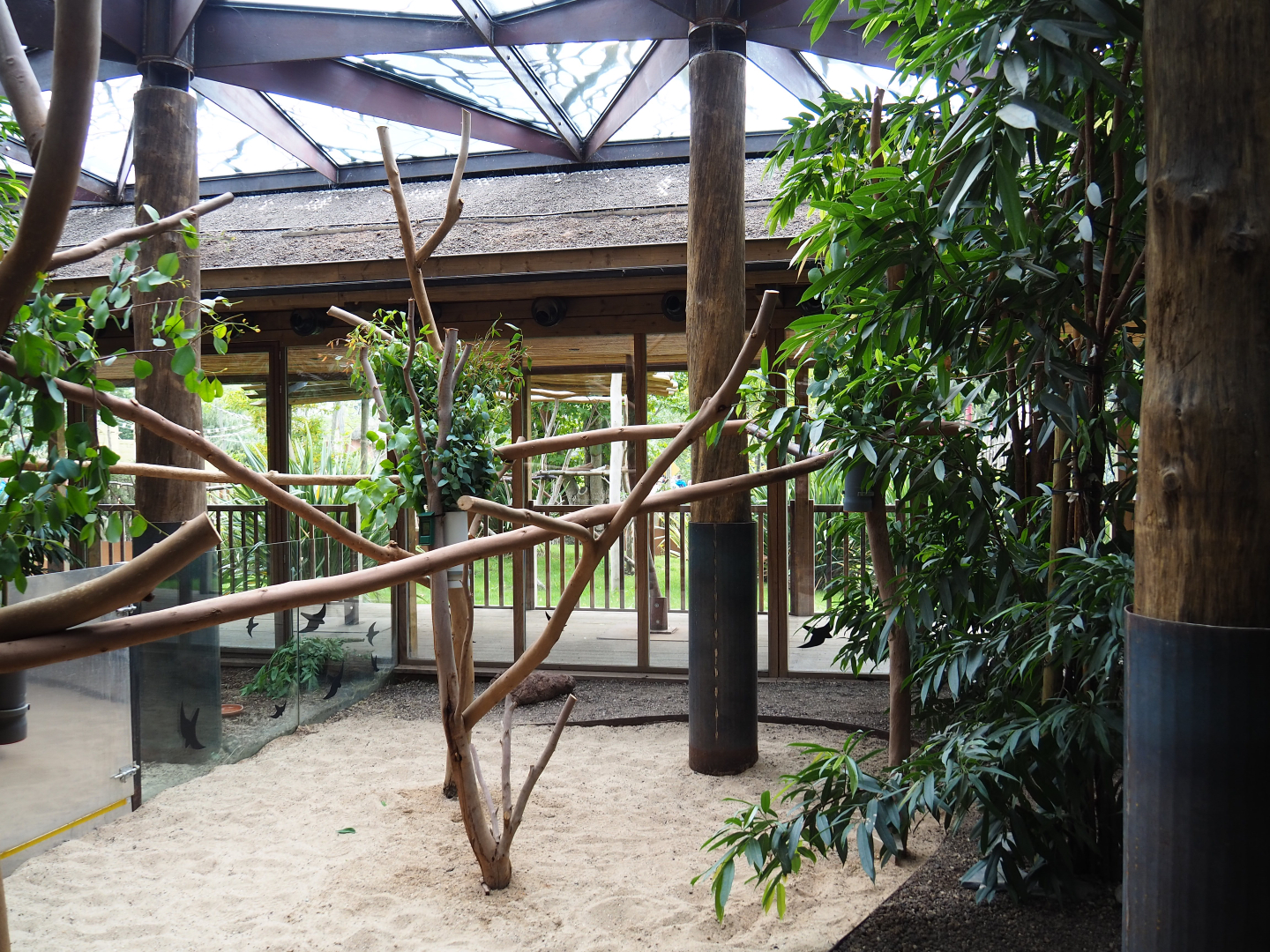 First Queensland koala exhibit, 2019-10-04