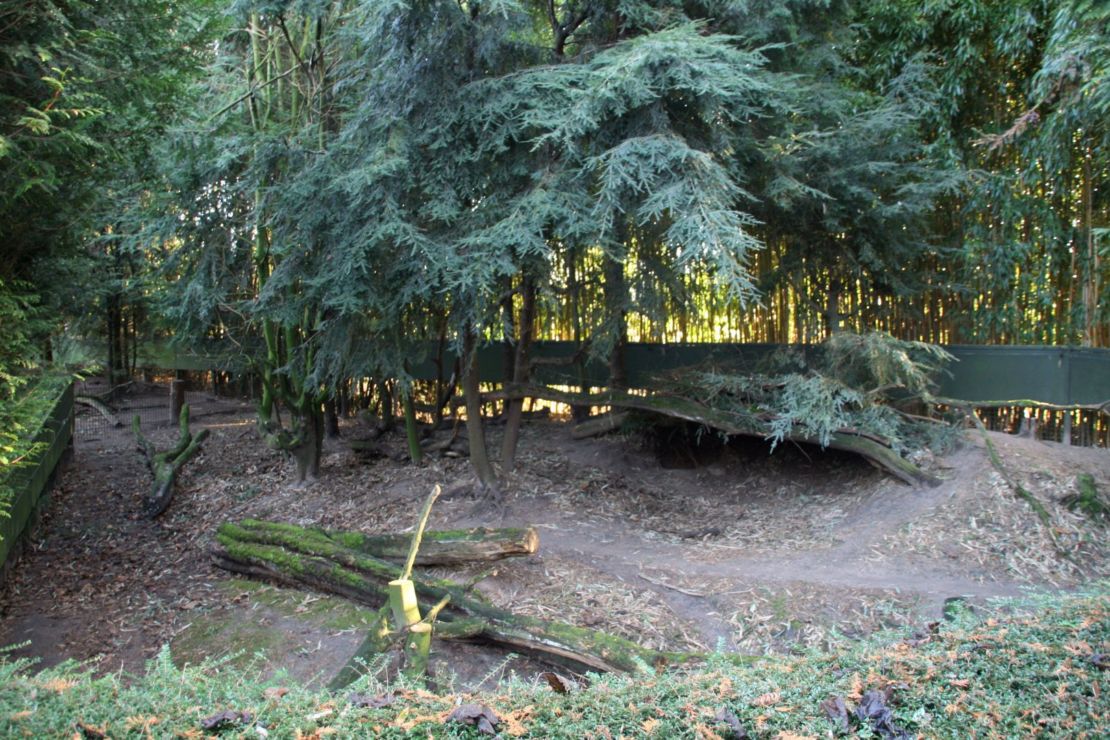 first Racoon dog enclosure