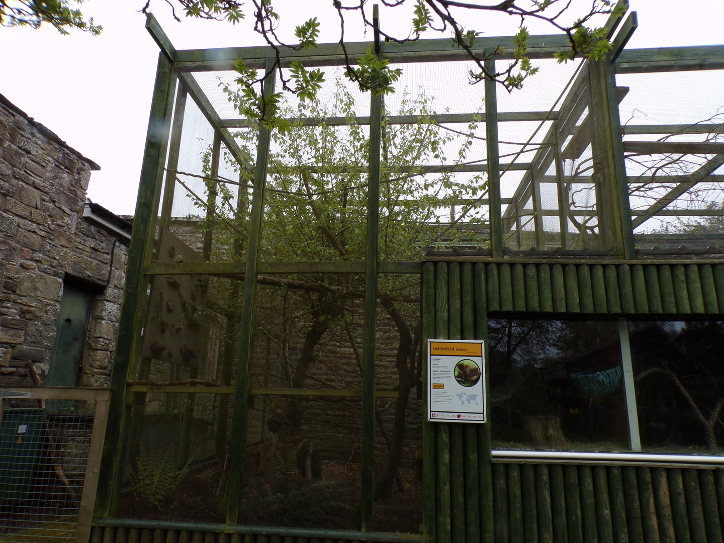 First Red bellied lemur enclosure 7.5.23