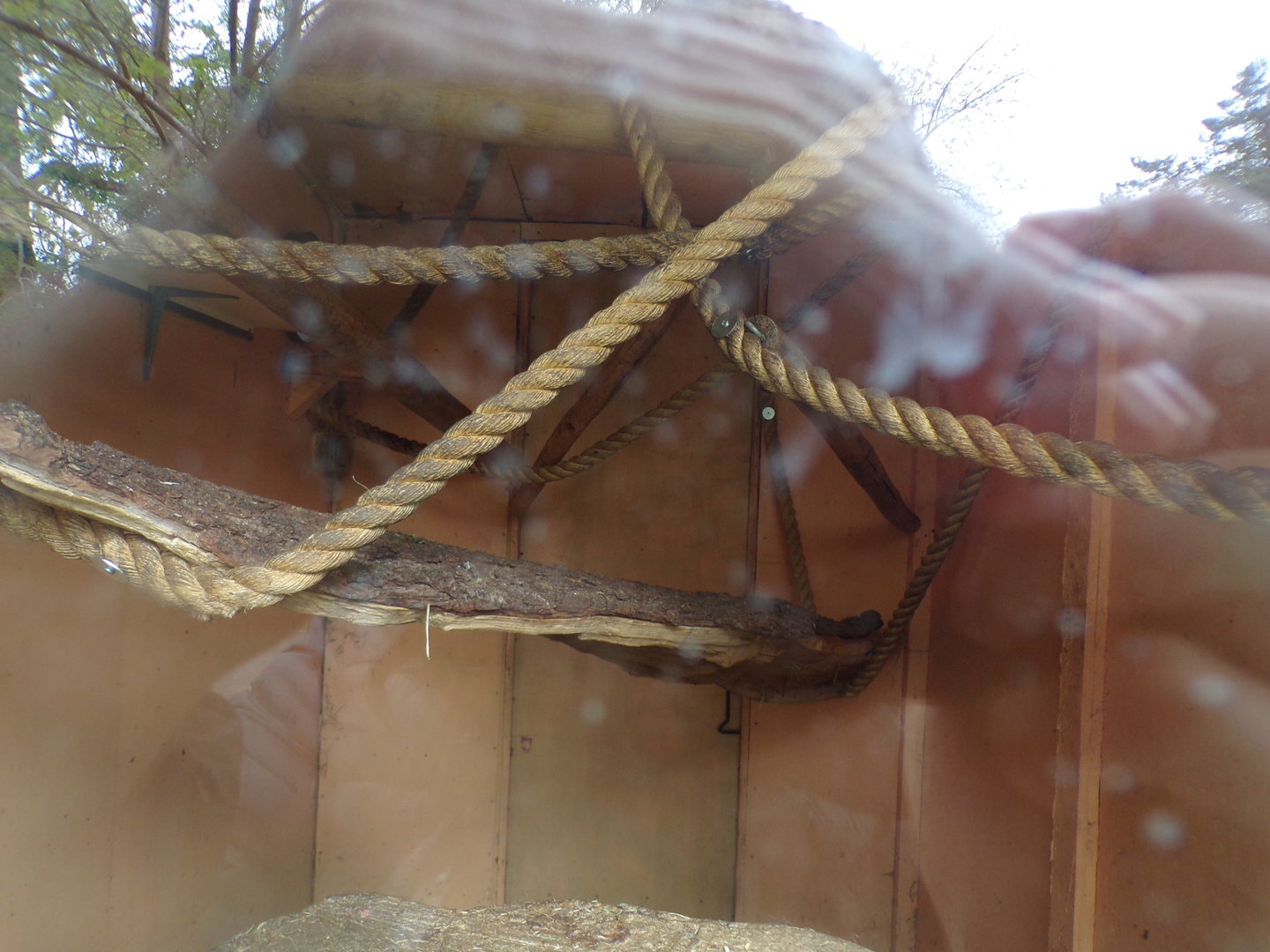 First Red bellied lemur indoors 7.5.23