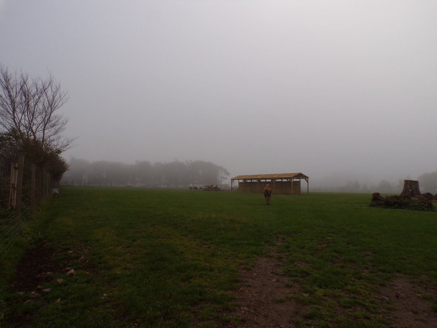 First Red deer enclosure