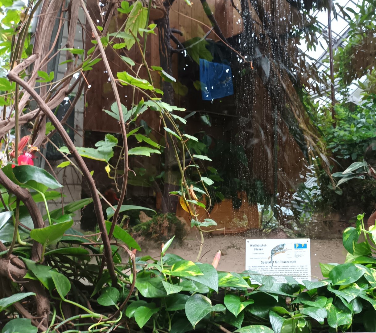 First Red footed Tortoise and Common Marmoset Enclosure