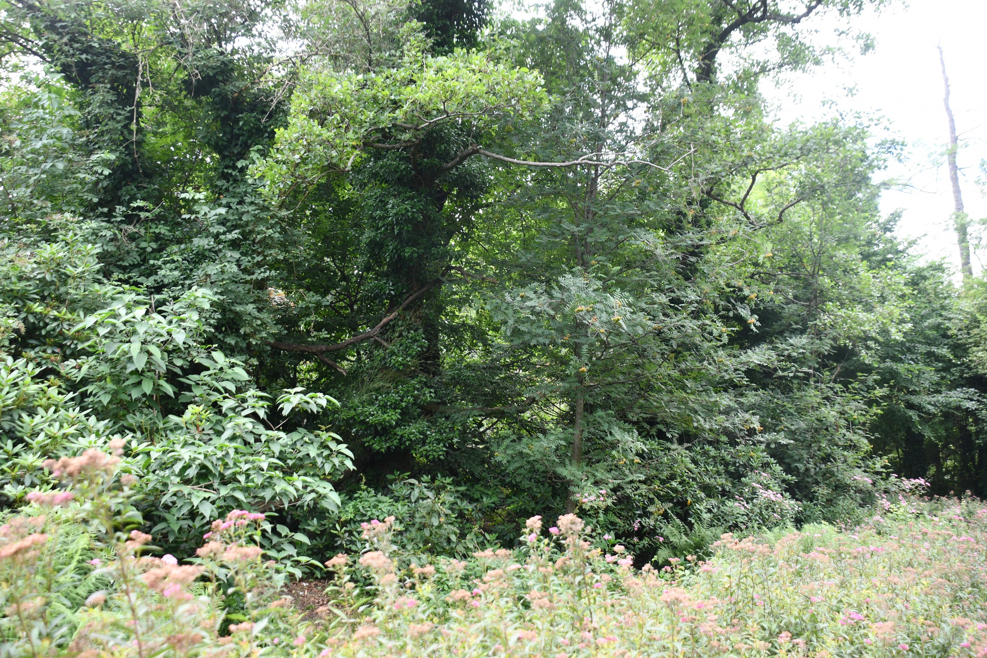First Red Panda exhibit