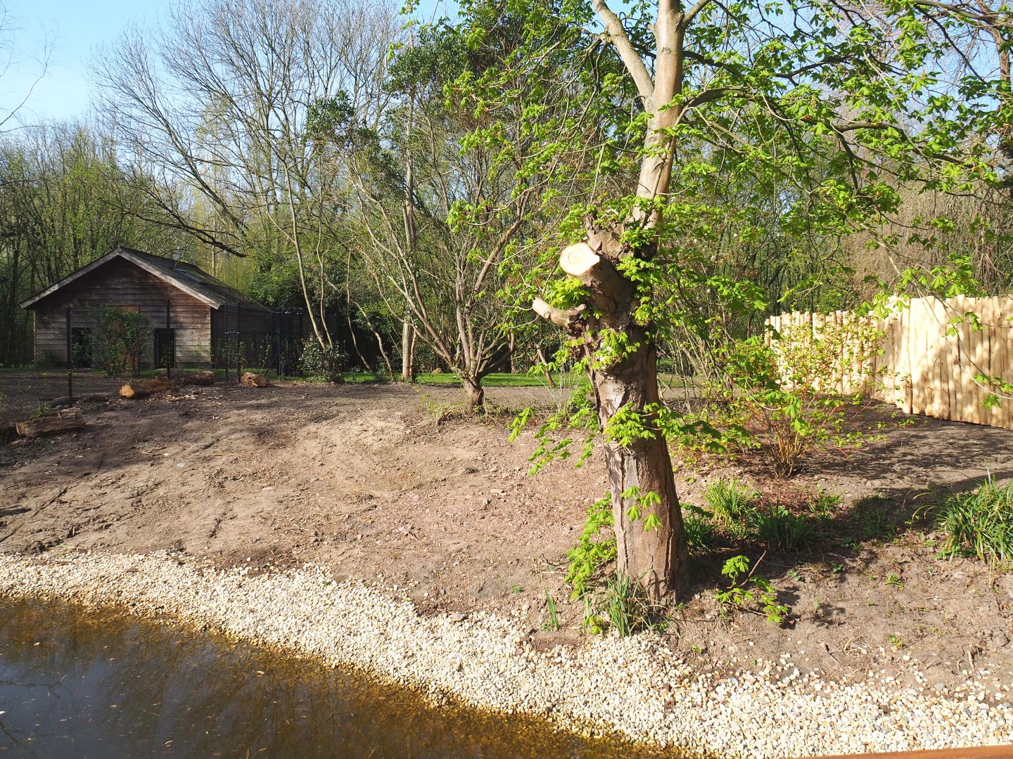 First renovated Double-wattled cassowary exhibit, 2022-04-12