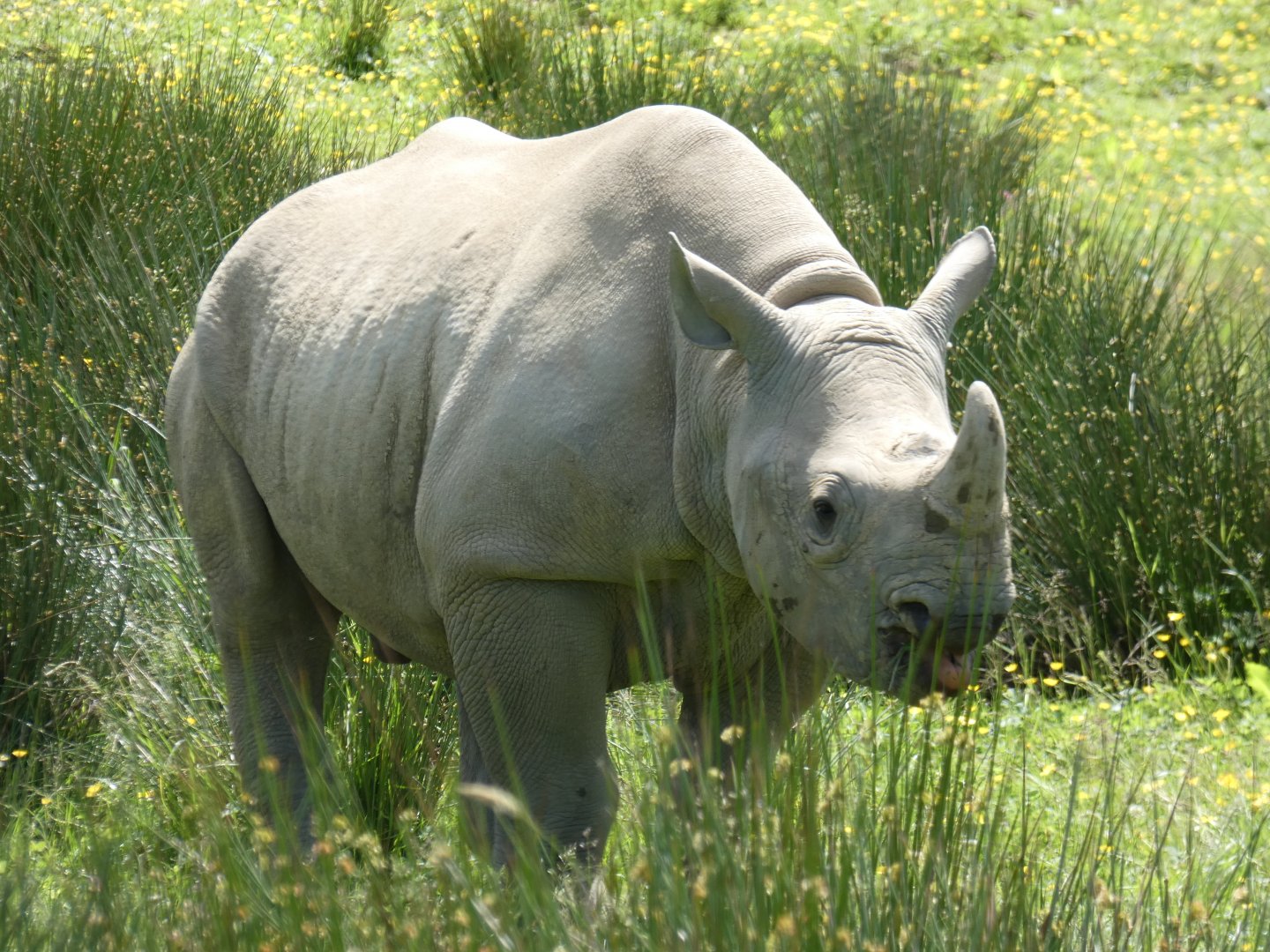 First rhino bred in Wales (Glyndwr)