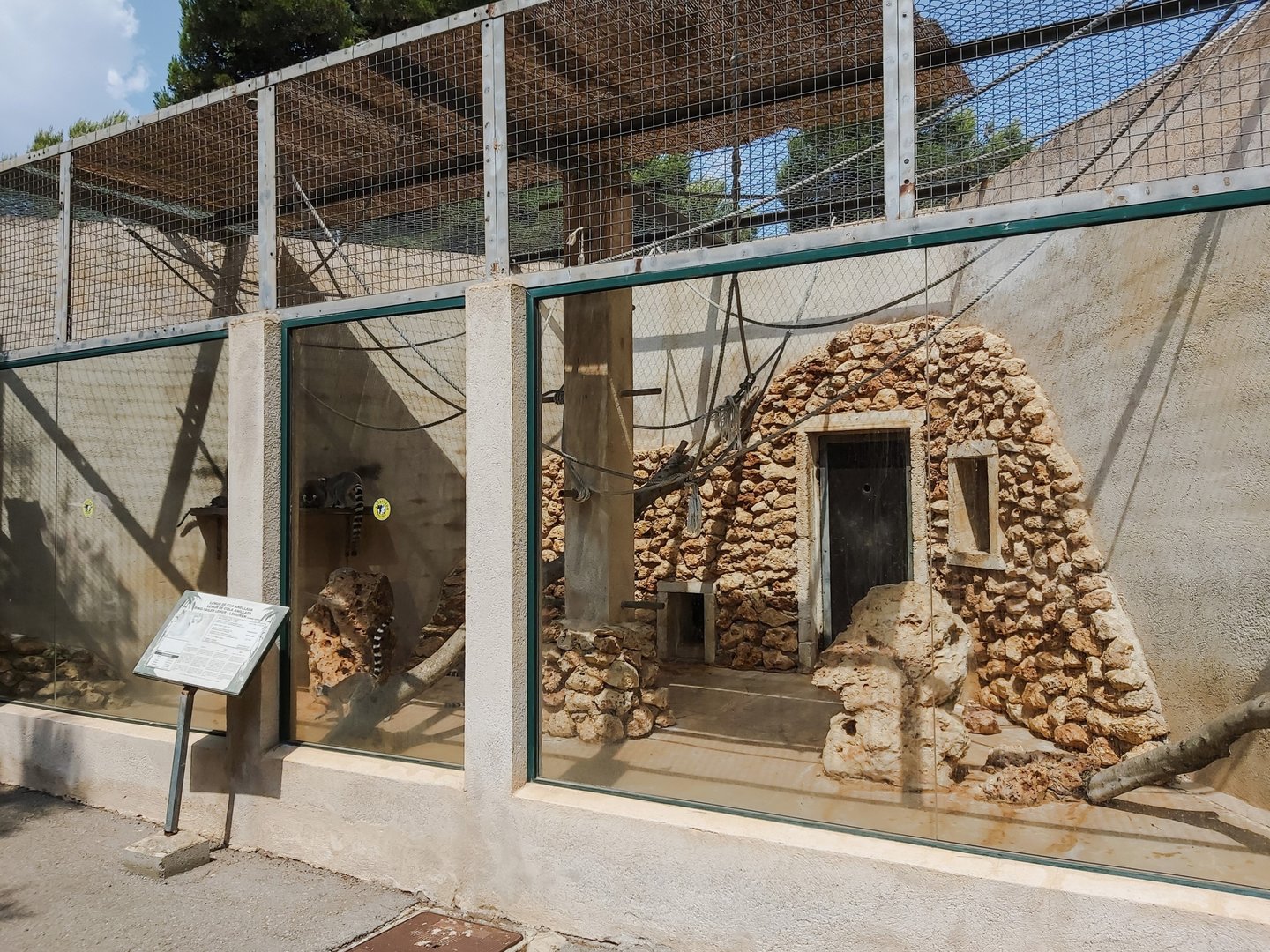 'First' ring-tailed lemur exhibit