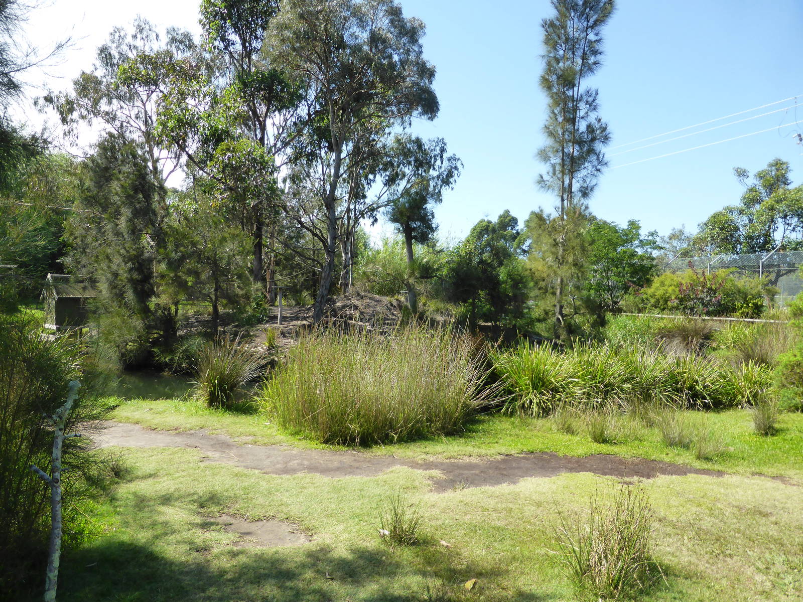 First Ring-tailed Lemur island
