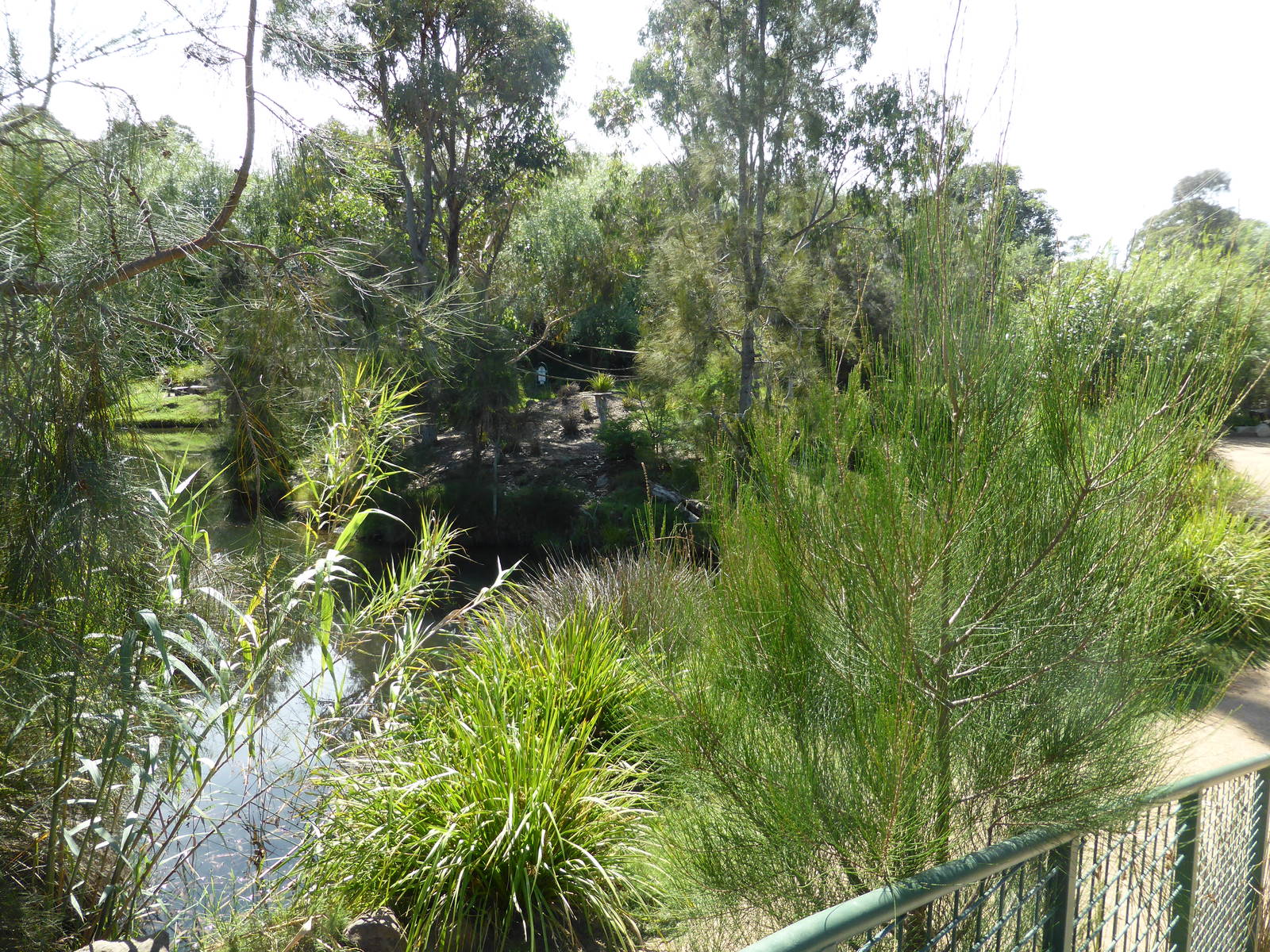 First Ring-tailed Lemur island