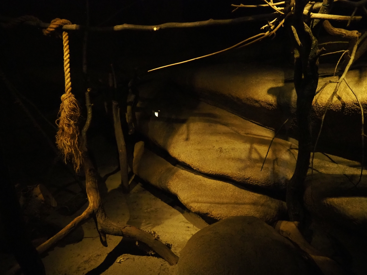 First ringtail exhibit (Sep 16th, 2018)