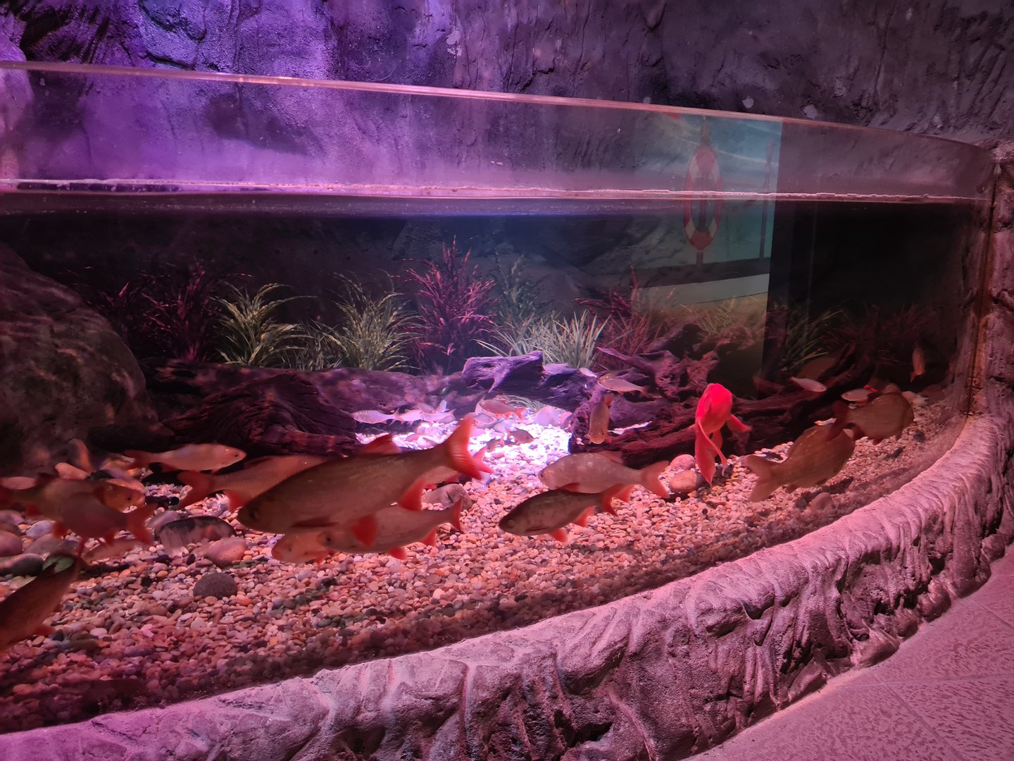 First room - Bottom tank