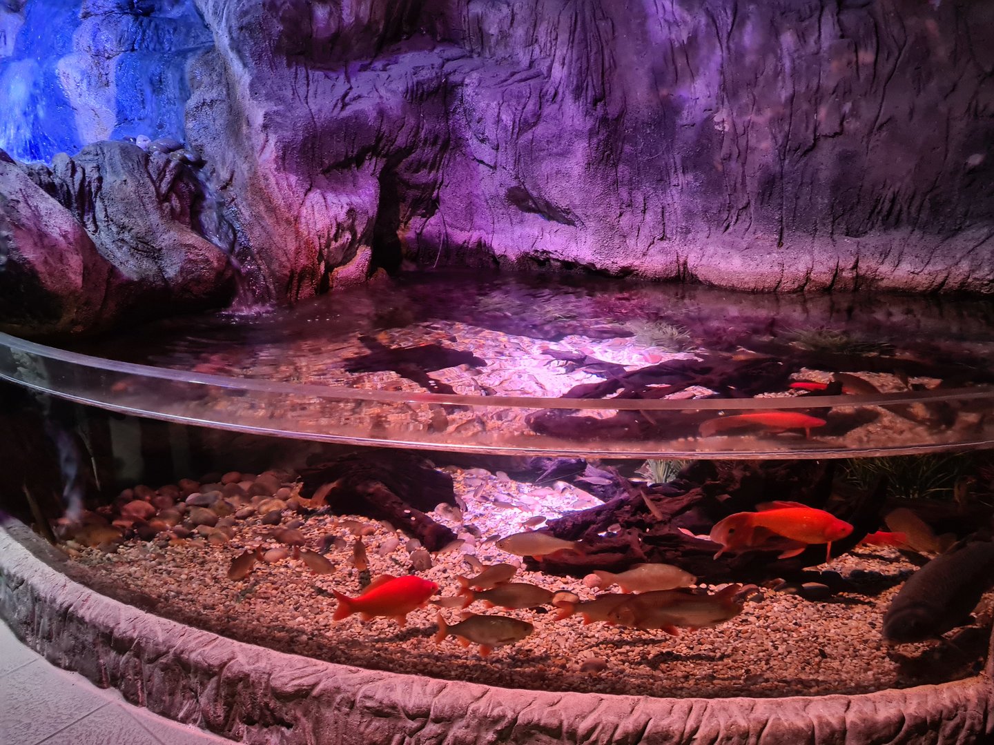 First room - Bottom tank