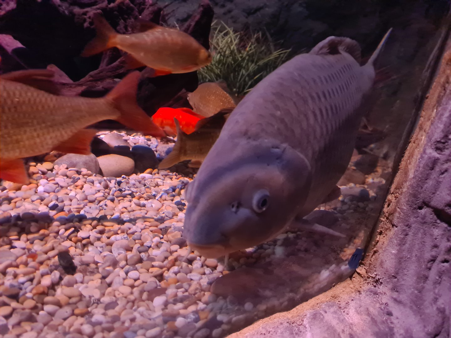 First room - European carp