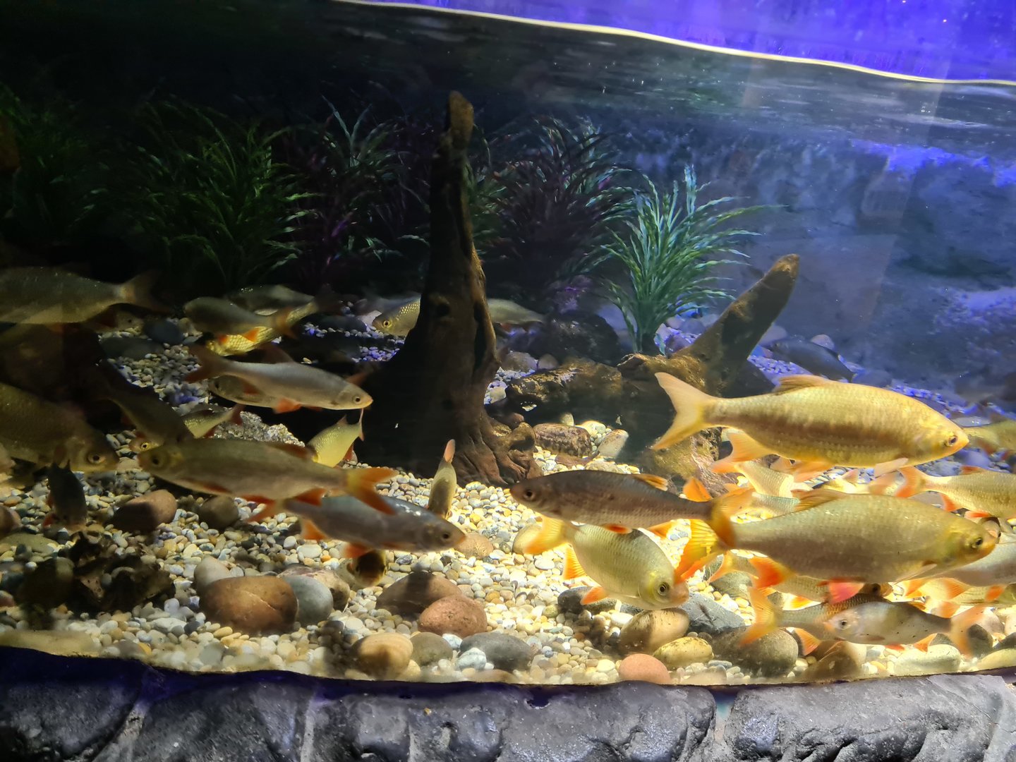 First room- Top tank