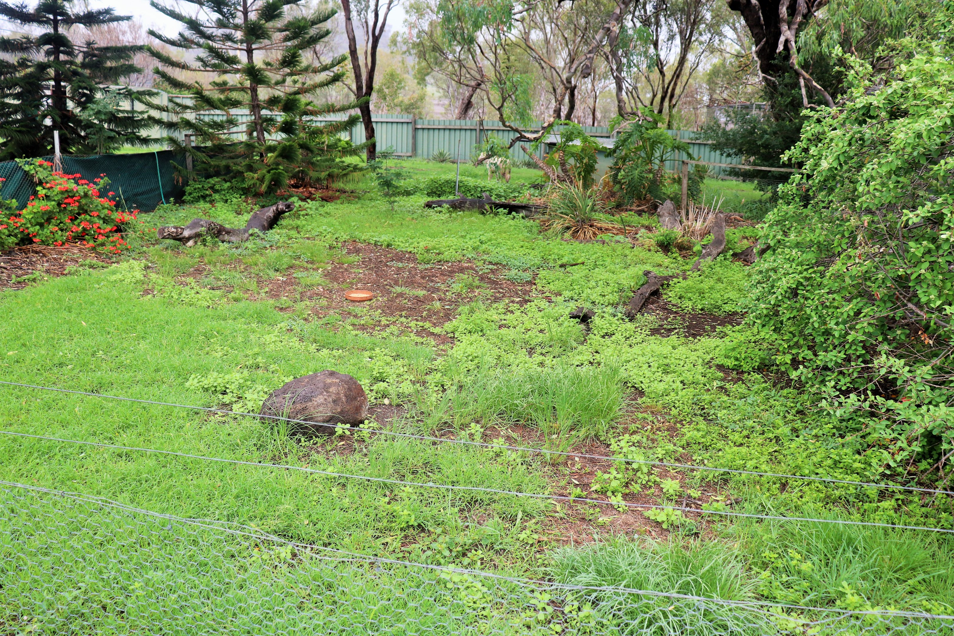 First Ruddy Shelduck Enclosure
