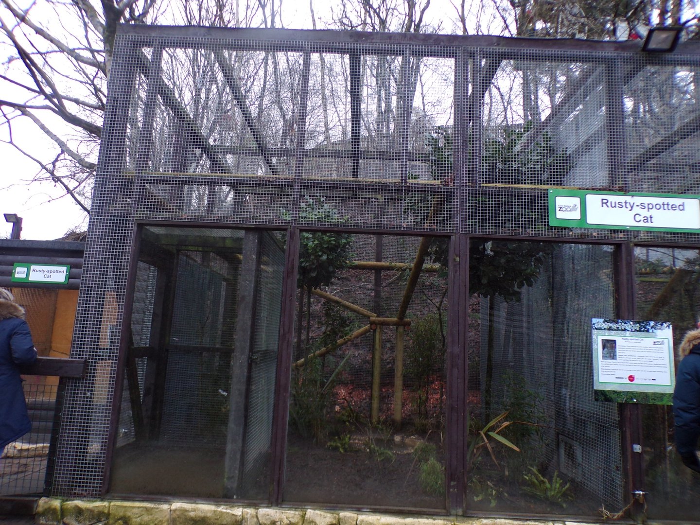 First Rusty spotted cat enclosure 1.1.23