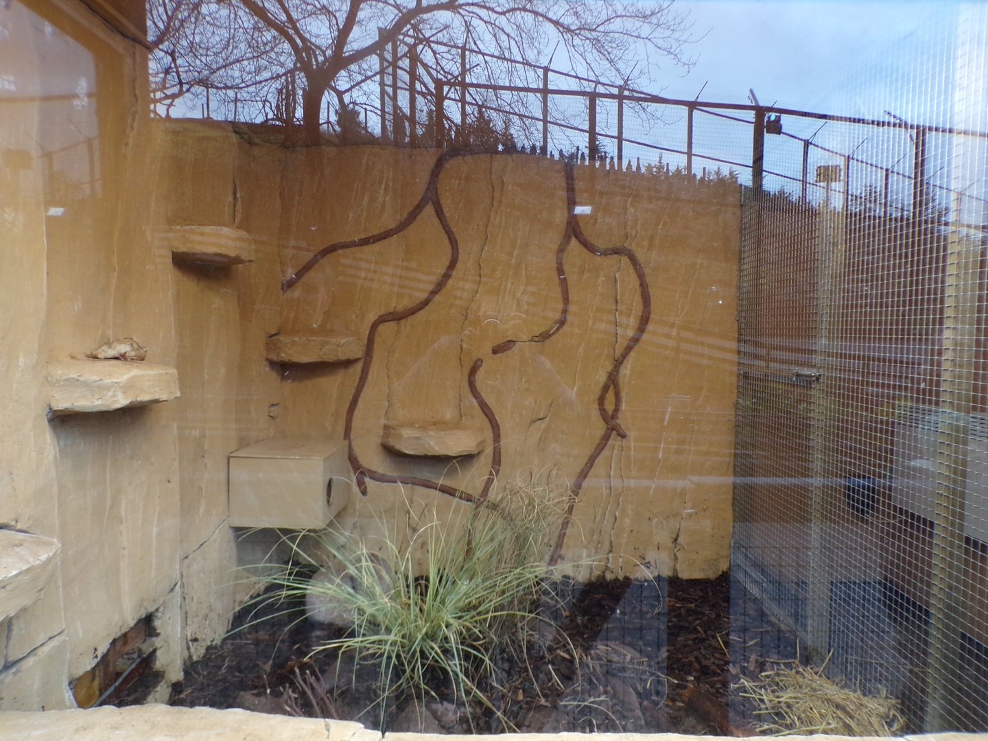 First Rusty spotted cat indoors 1.1.23