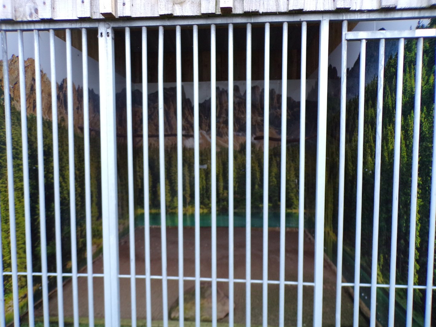 First Saker falcon enclosure