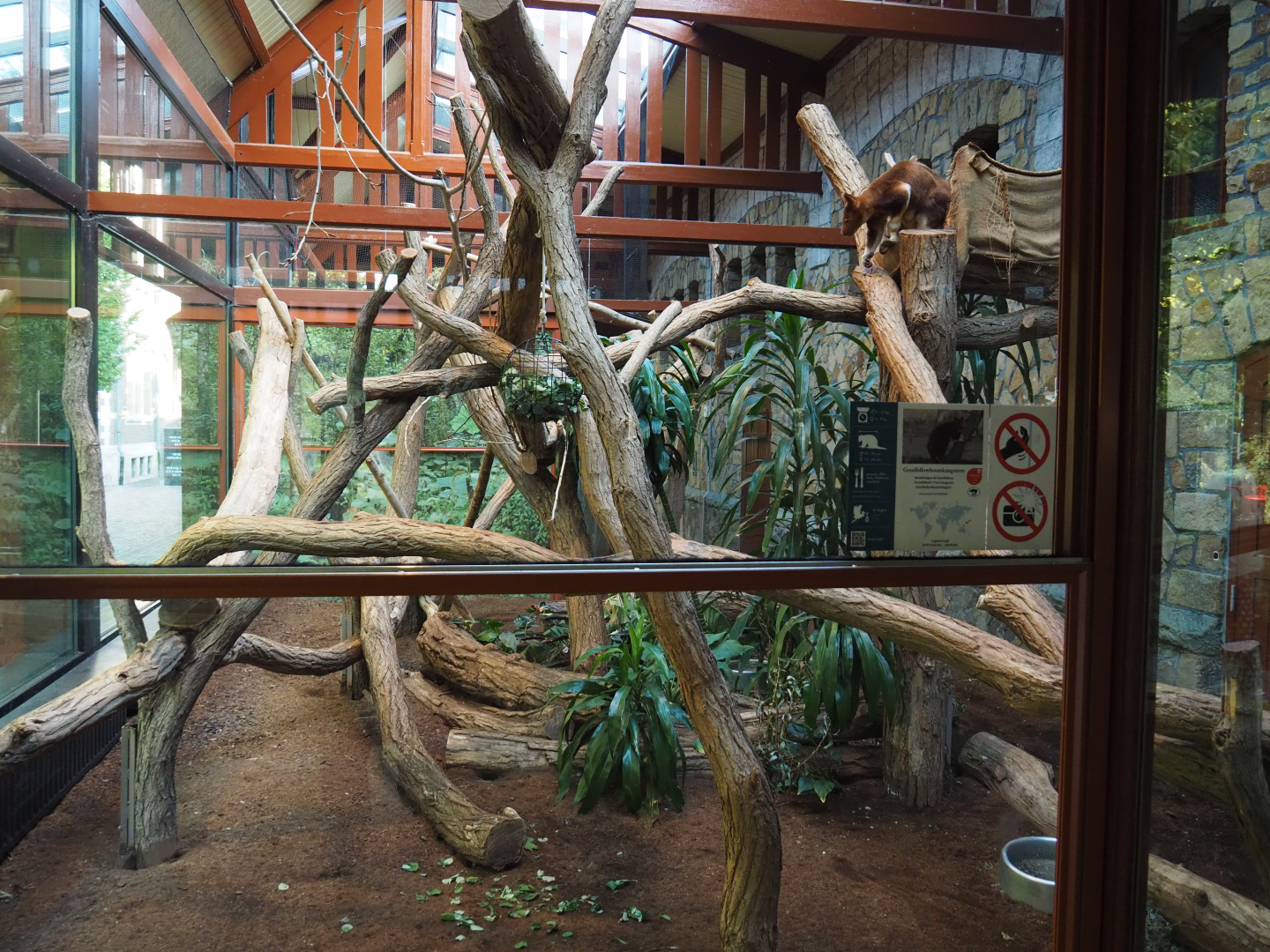 First section of the Goodfellow's tree kangaroo exhibit, 2020-09-20