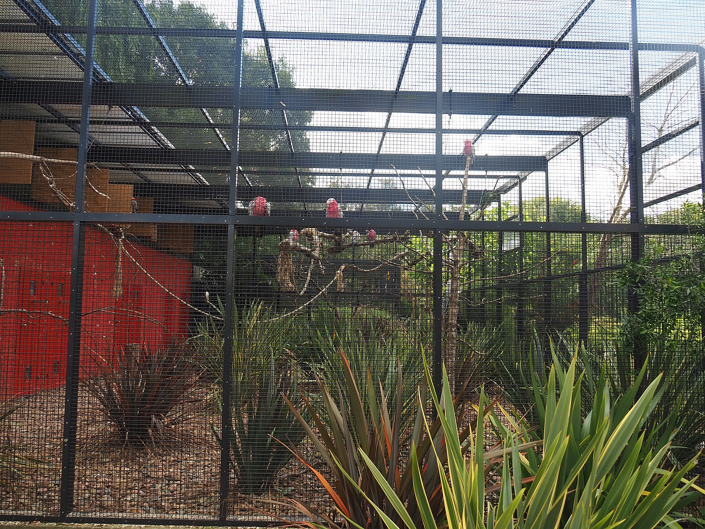 First show bird aviary - Galahs and Eclectus parrots, 2022-08-28