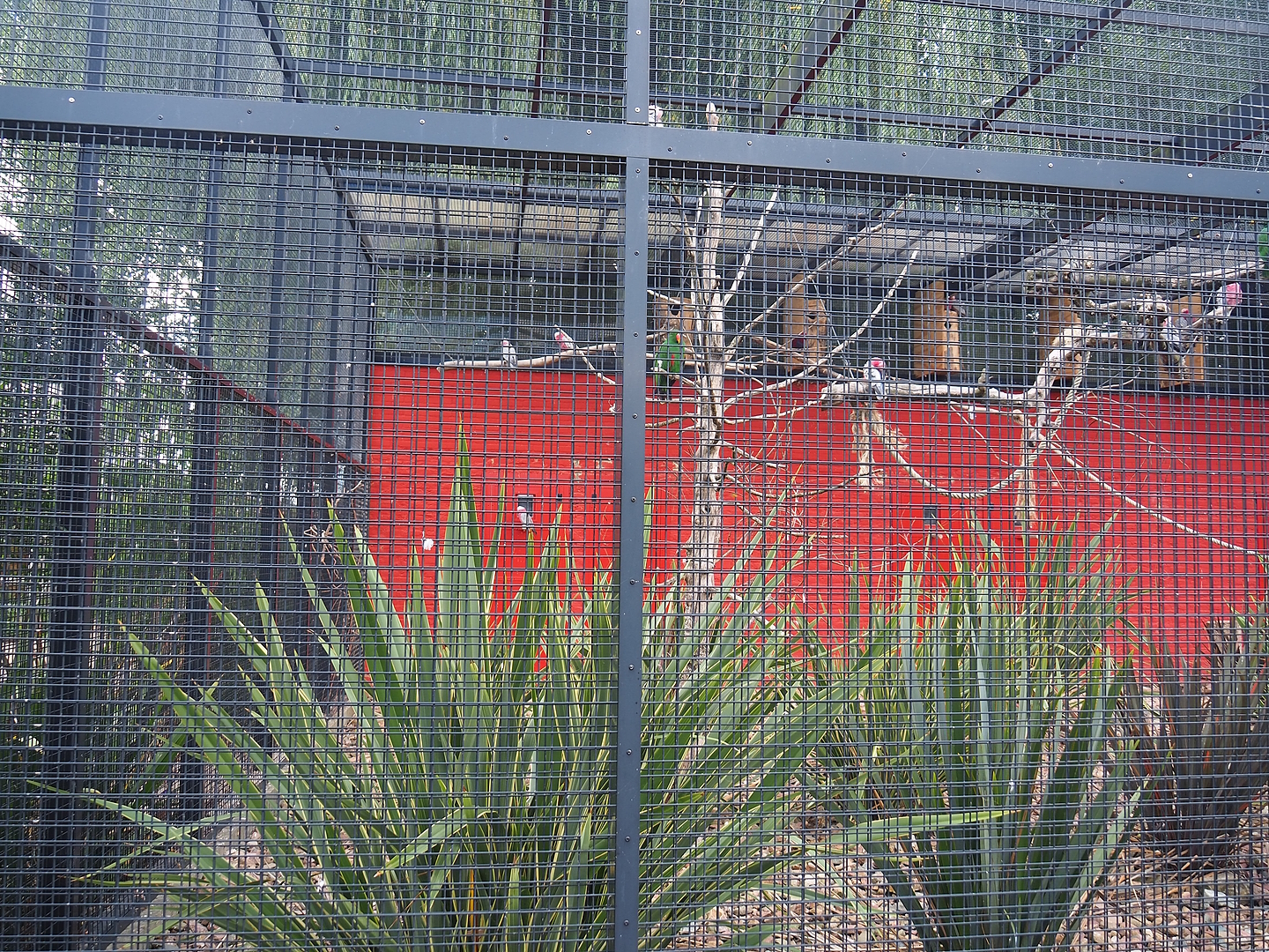 First show bird aviary - Galahs and Eclectus parrots, 2022-08-28