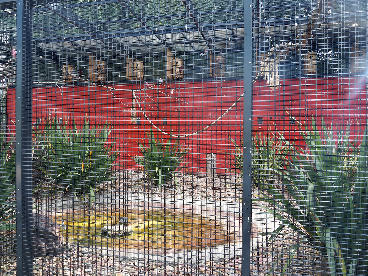 First show bird aviary - Galahs and Eclectus parrots, 2022-08-28