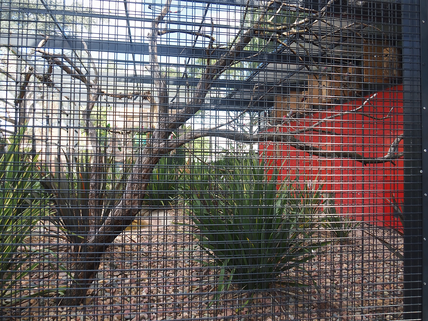 First show bird aviary - Galahs and Eclectus parrots, 2022-08-28