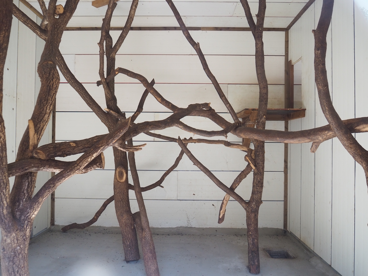 First Siamang indoor exhibit, 2023-06-24