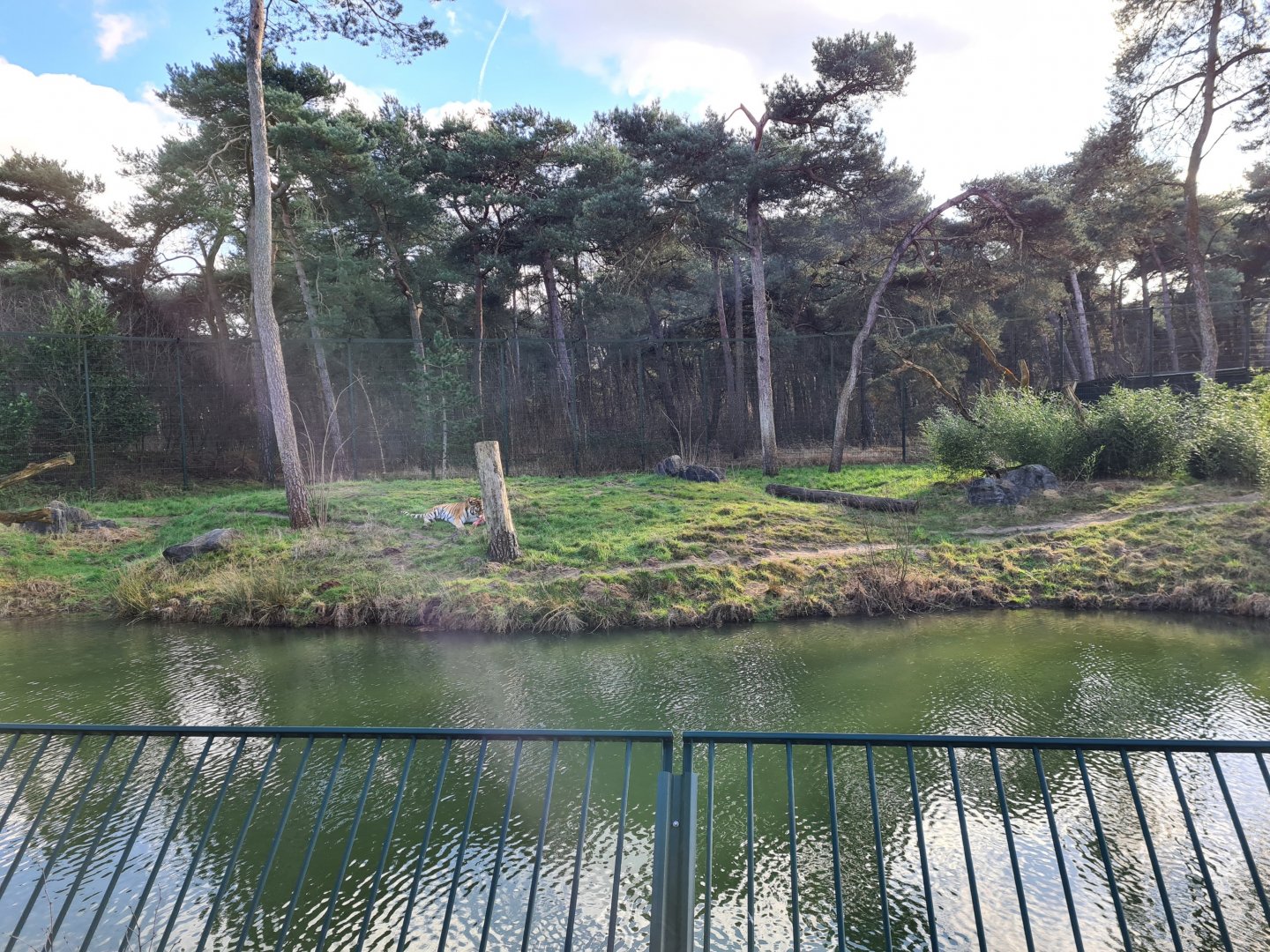 First Siberian tiger enclosure - left side