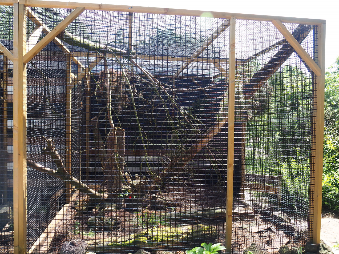 First Siberian weasel exhibit, 2019-06-01