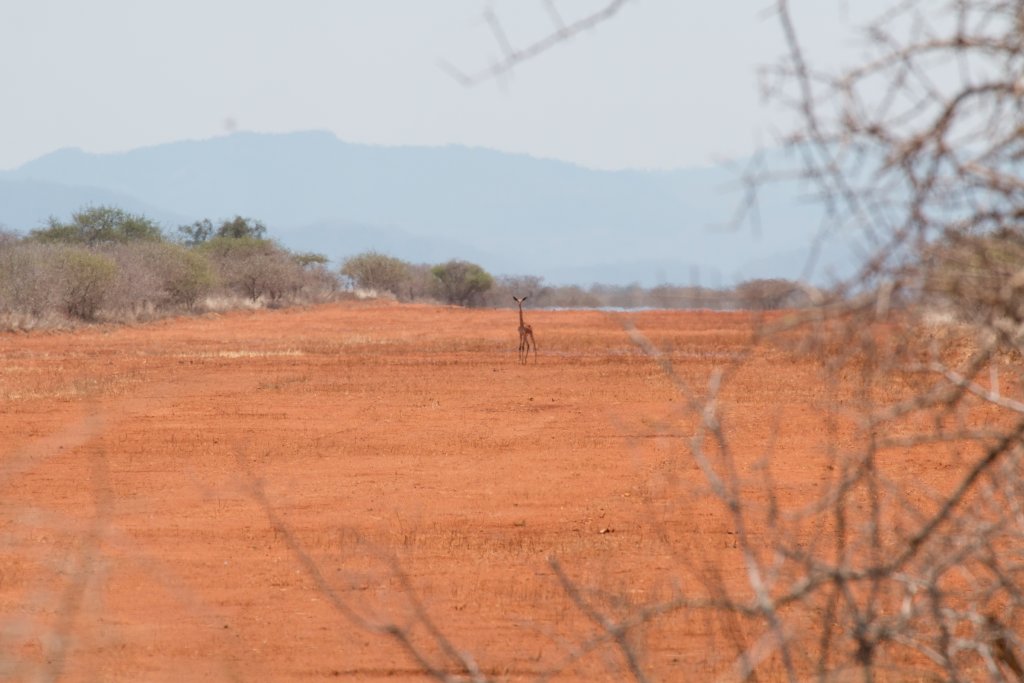 First sighting of a Gerenuk