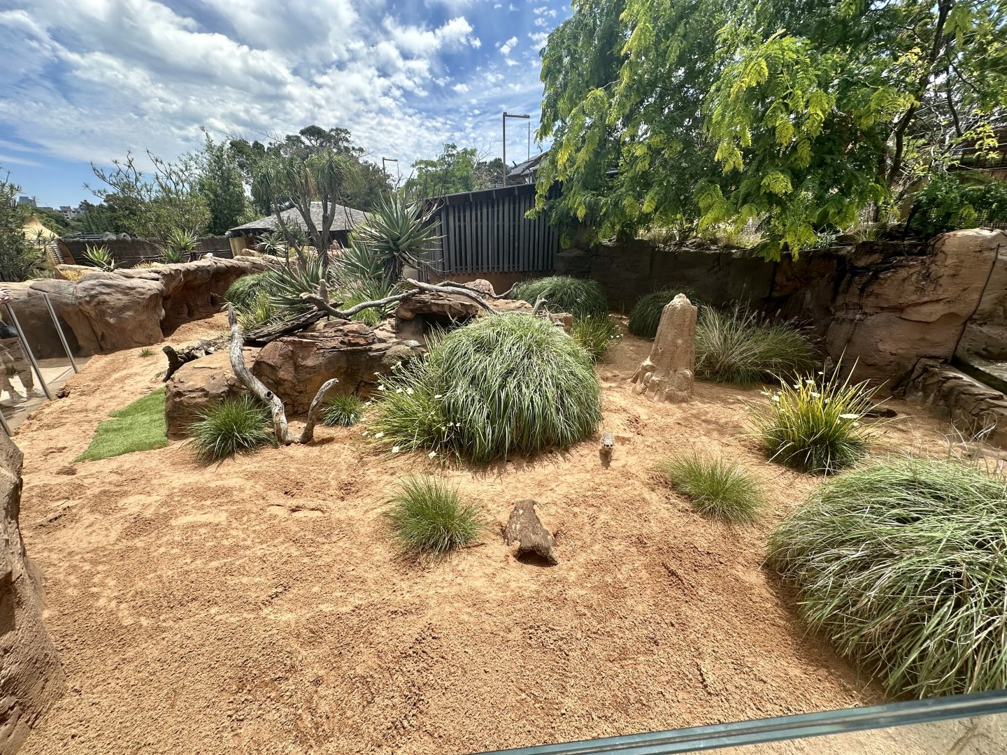 First Slender-tailed Meerkat Exhibit