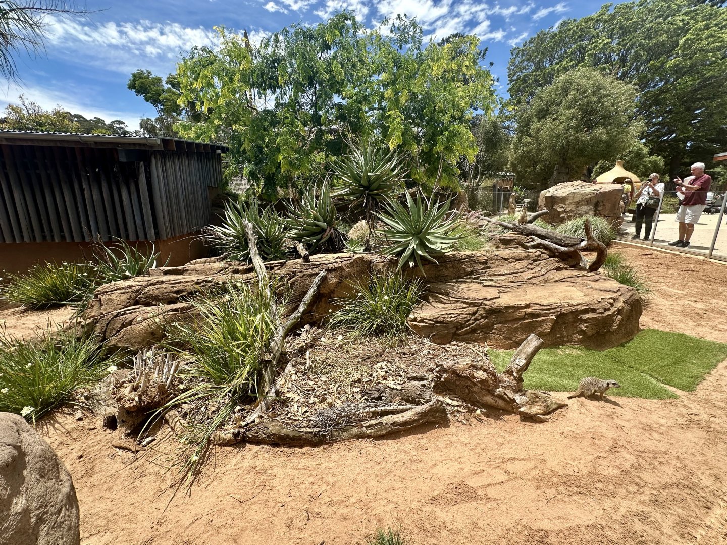 First Slender-tailed Meerkat Exhibit