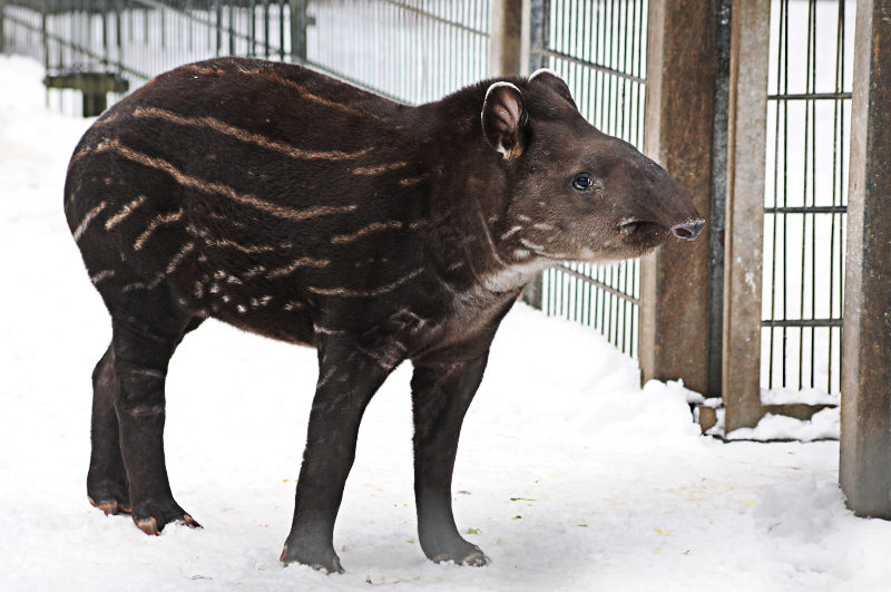 First snow for the young lowland-tapir at Dortmund