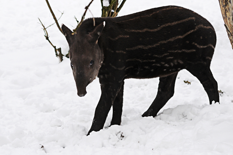First snow for the young lowland-tapir at Dortmund