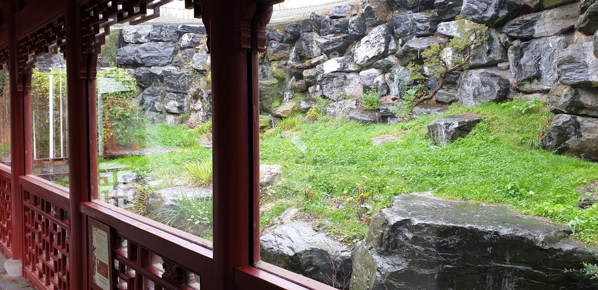 First Snow leopard enclosure