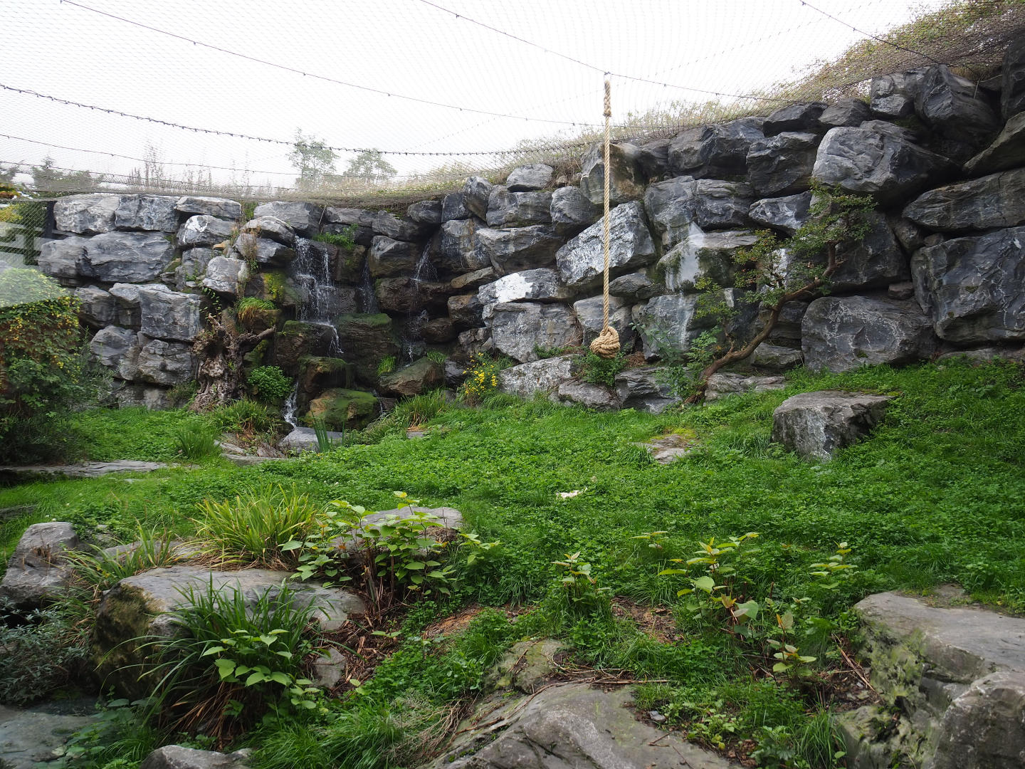 First snow leopard exhibit, 2019-10-05