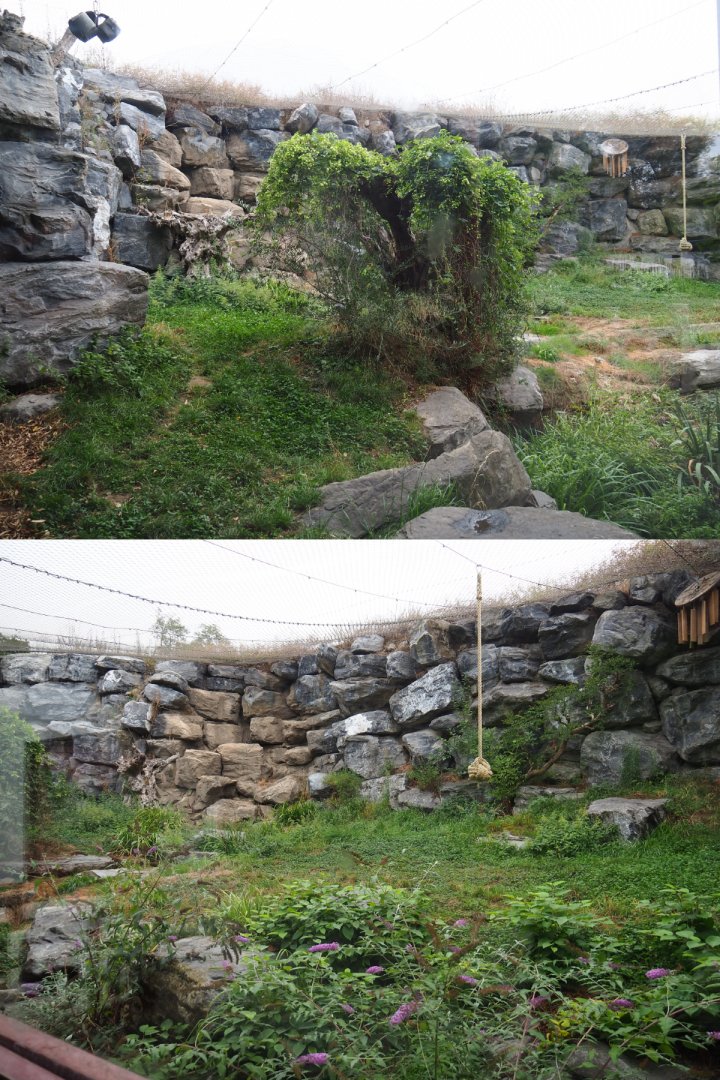First snow leopard exhibit, 2020-09-03