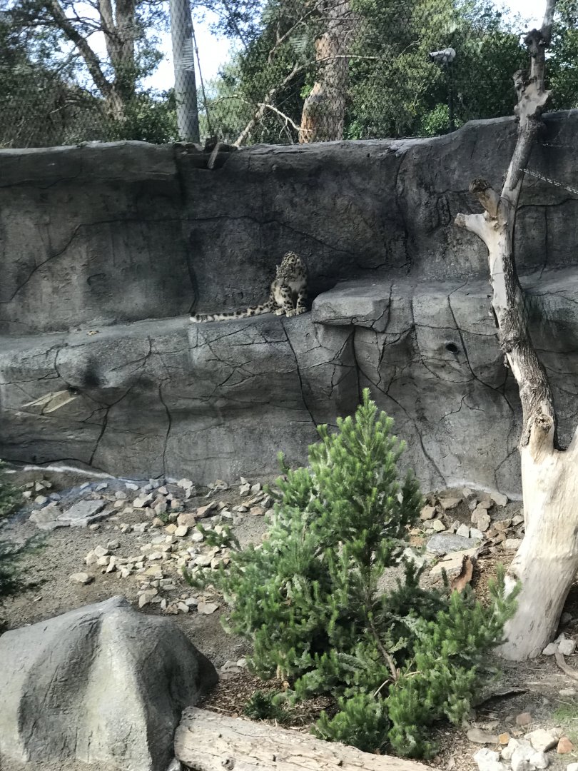 First snow leopard exhibit( above level view)