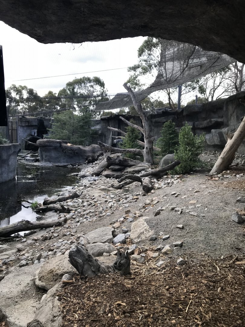 First snow leopard exhibit( ground level veiw)