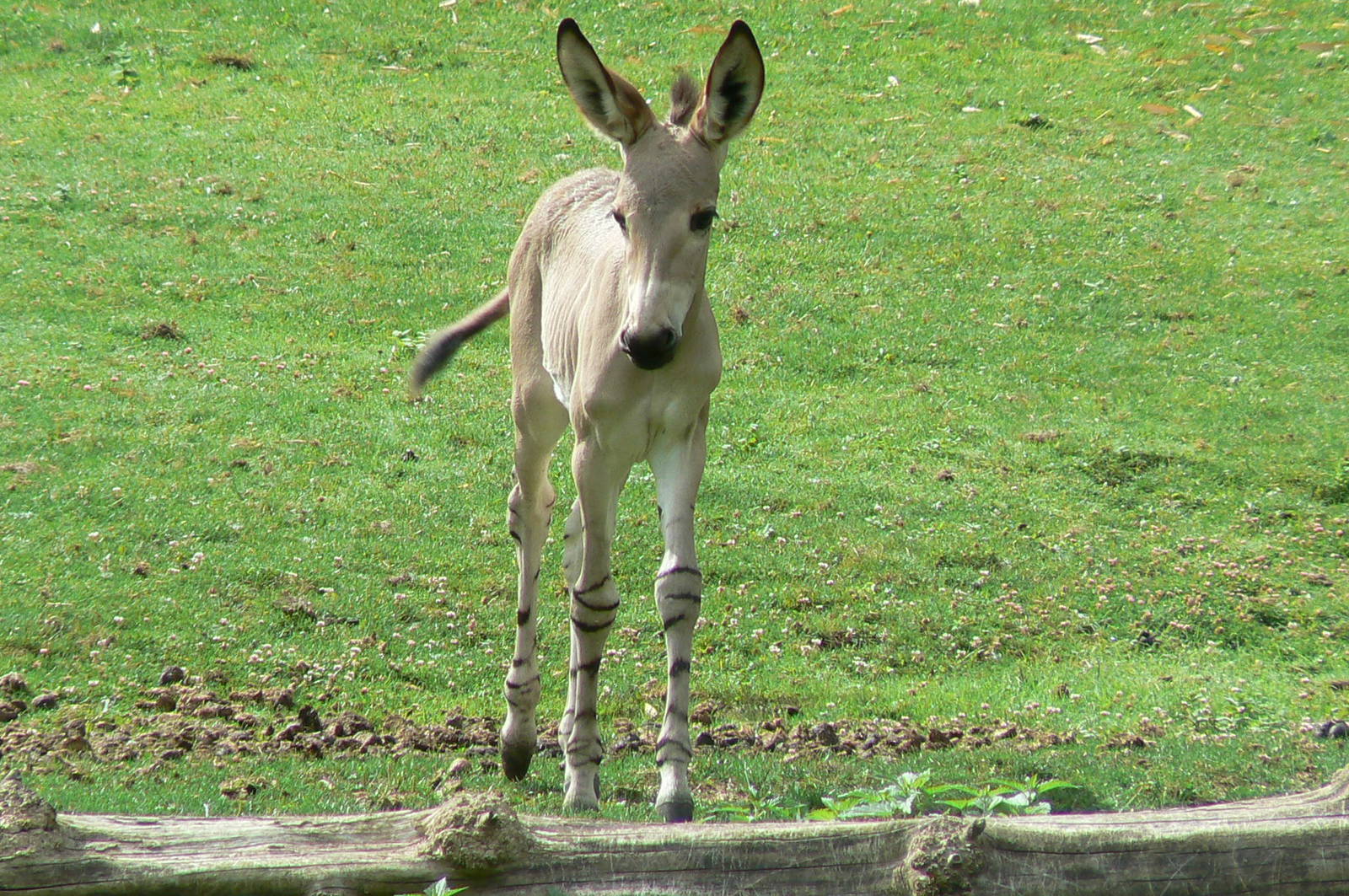 First somali wild ass foal born at the park