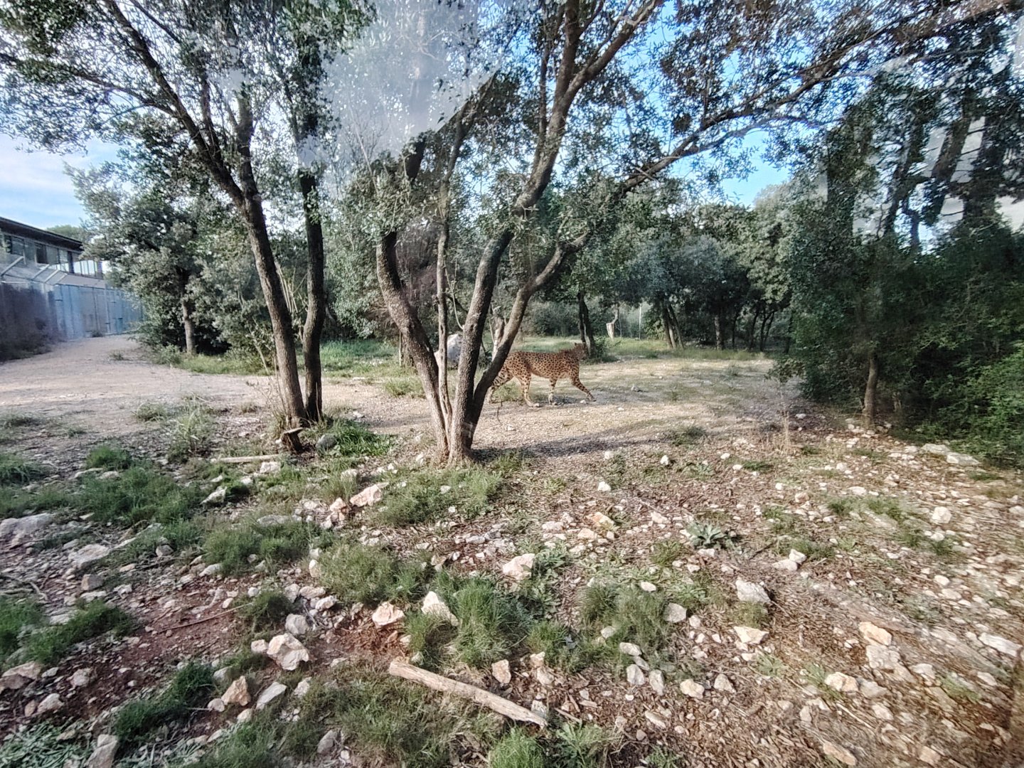First South-african Cheetah (Acinonyx jubatus jubatus) Exhibit