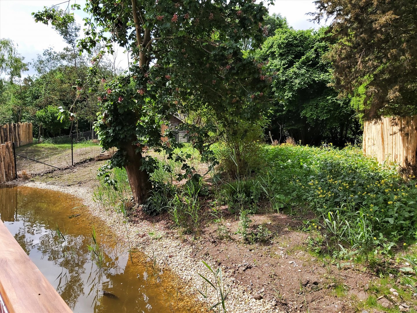 First Southern cassowary enclosure