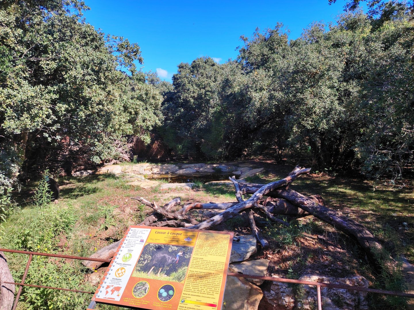 First Southern Cassowary Exhibit