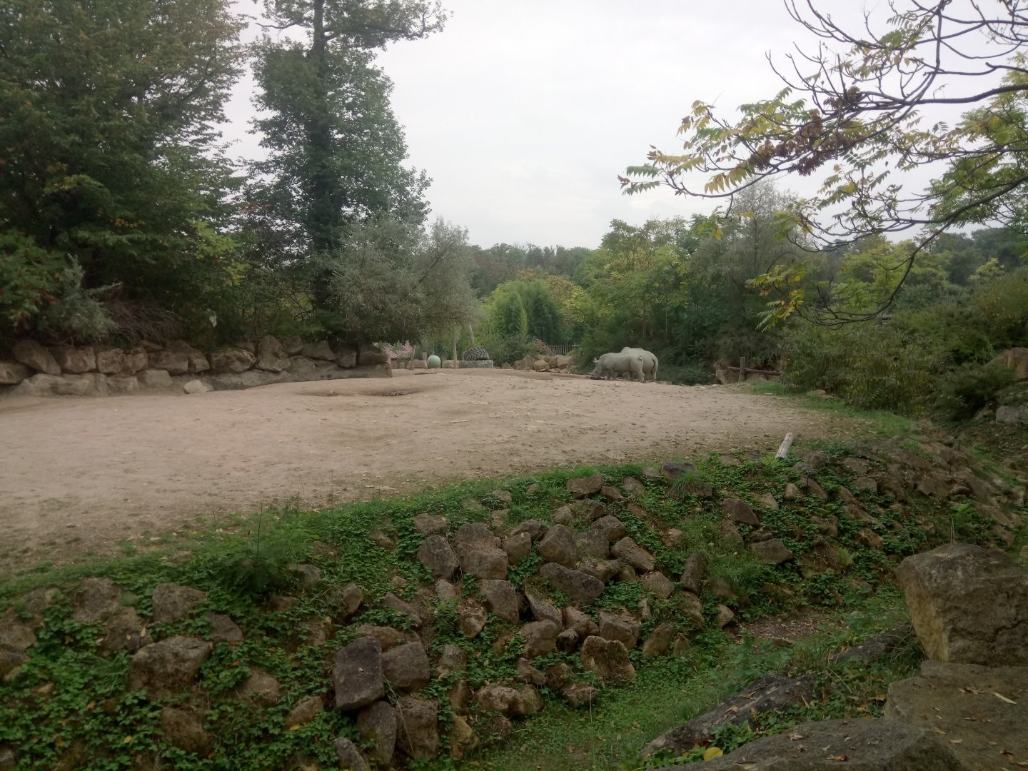 First Southern White Rhinoceros Exhibit