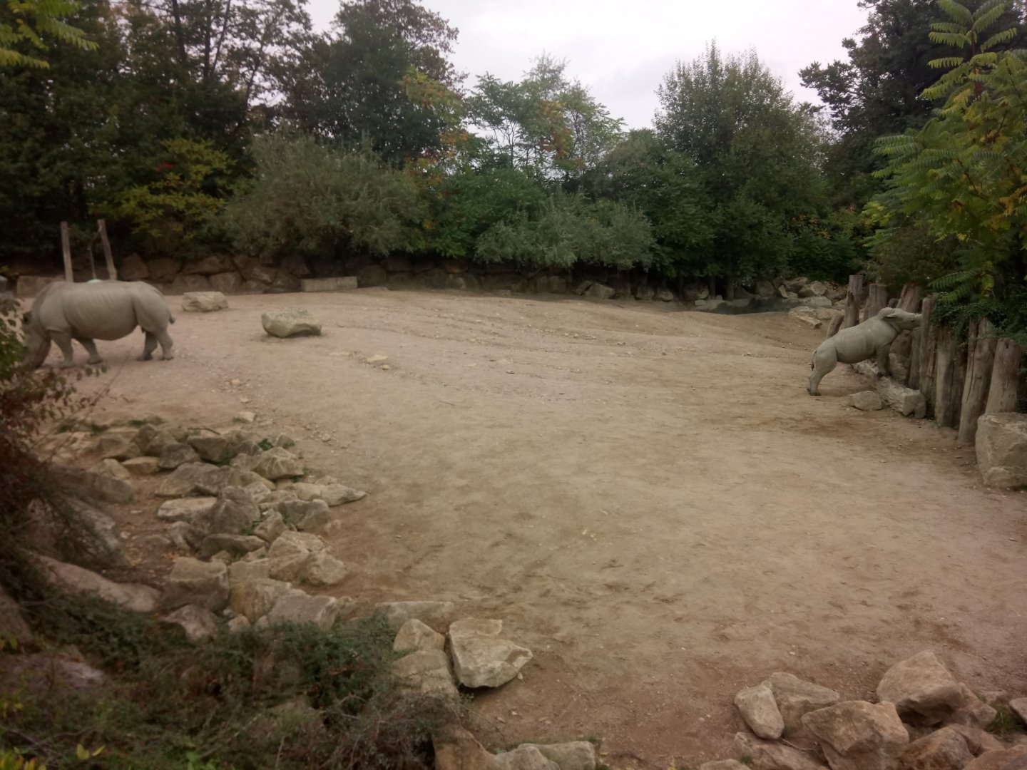 First Southern White Rhinoceros Exhibit