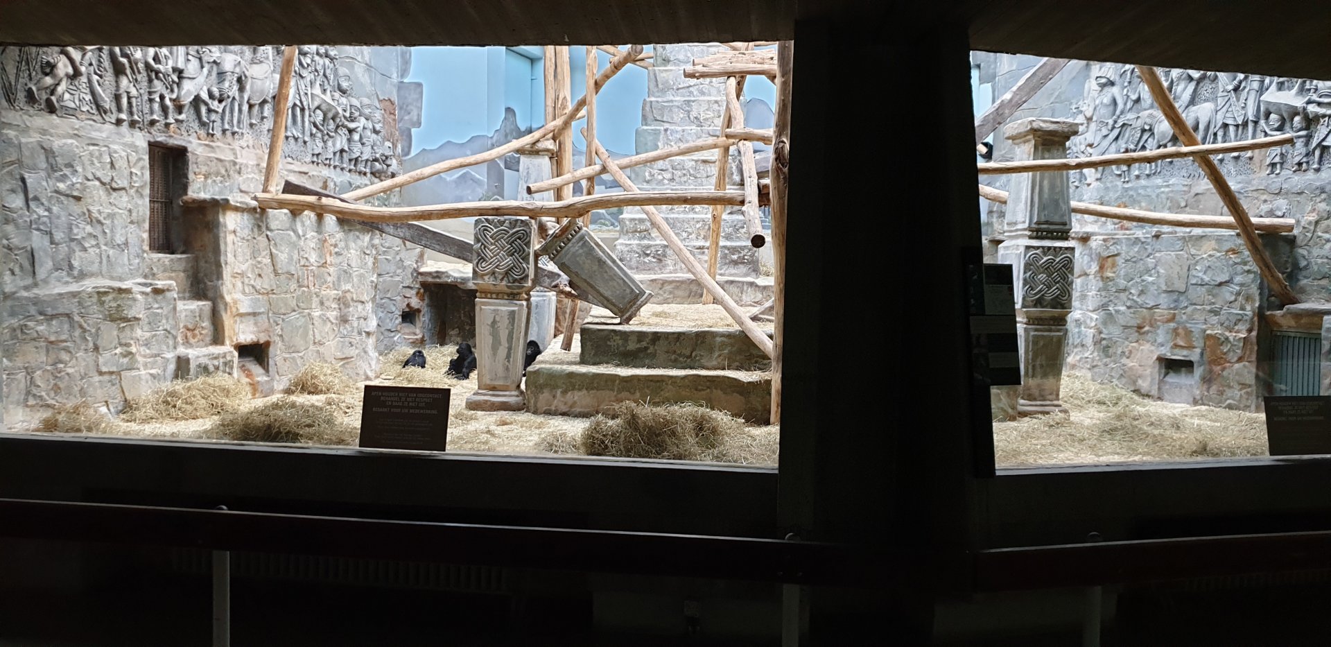 First Spider monkey enclosure