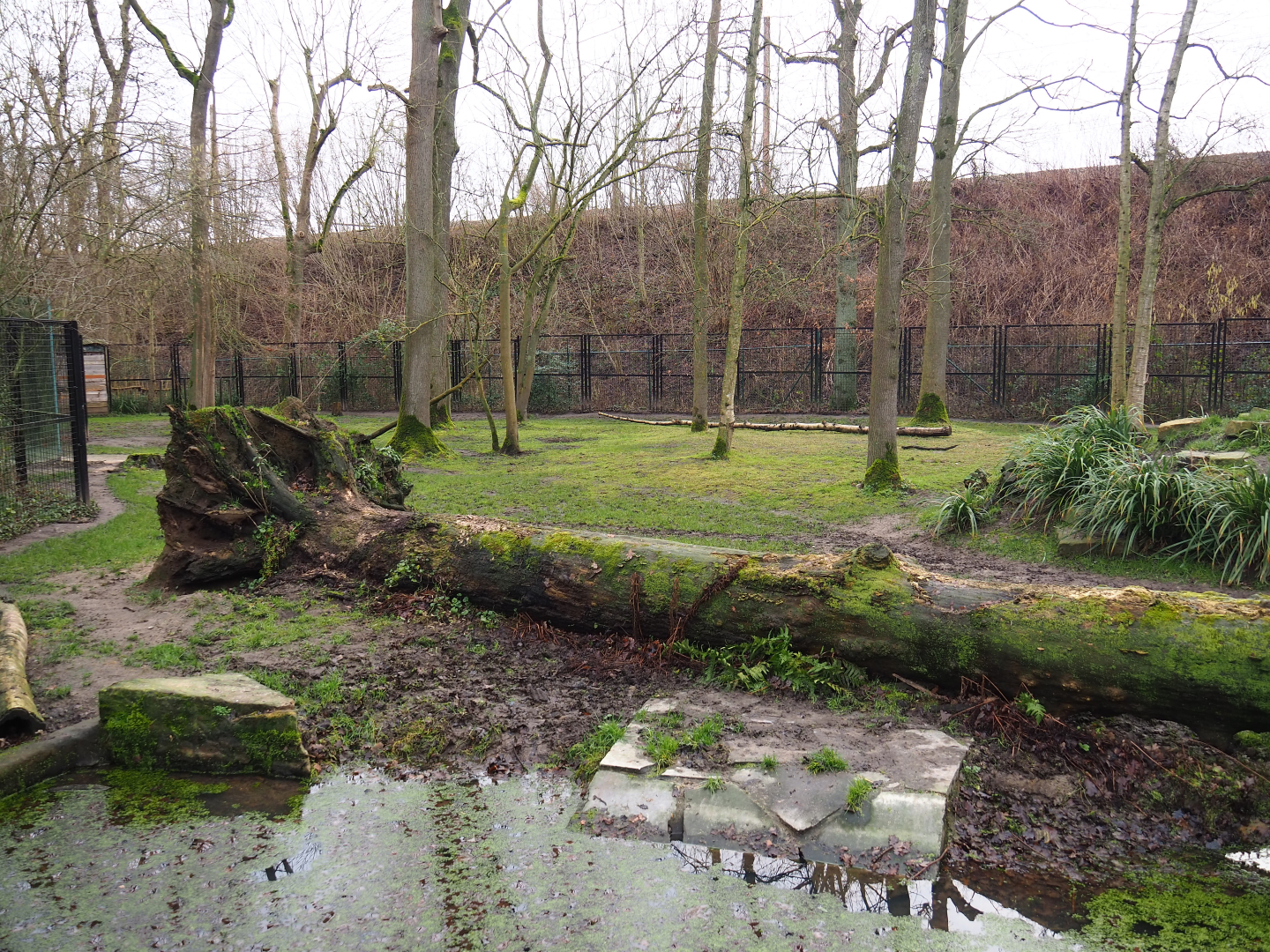 First spotted hyena exhibit, 2020-01-11